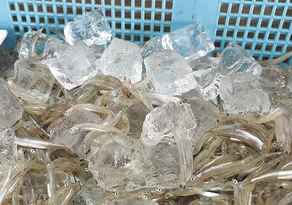 浜名湖鷲津湊 湖アユ豊か、ツボ漁のギンポ登場・マハゼ 浜名湖鷲津湊 湖アユ豊か、ツボ漁のギンポ登場・マハゼ
