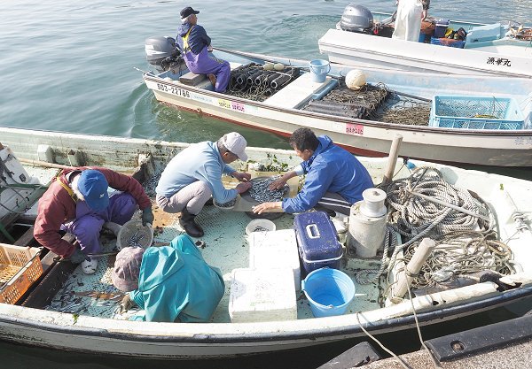 浜名湖鷲津湊 湖アユ豊か、ツボ漁のギンポ登場・マハゼ 浜名湖鷲津湊 湖アユ豊か、ツボ漁のギンポ登場・マハゼ