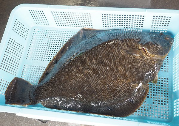 浜名湖雄踏市場 浜名湖ドウマン・たきや漁のホシガレイ・湖アユ 浜名湖雄踏市場 浜名湖ドウマン・たきや漁のホシガレイ・湖アユ