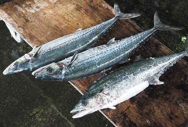 舞阪漁港曳き縄のサワラ漁・タイ網の大型アジにご注目