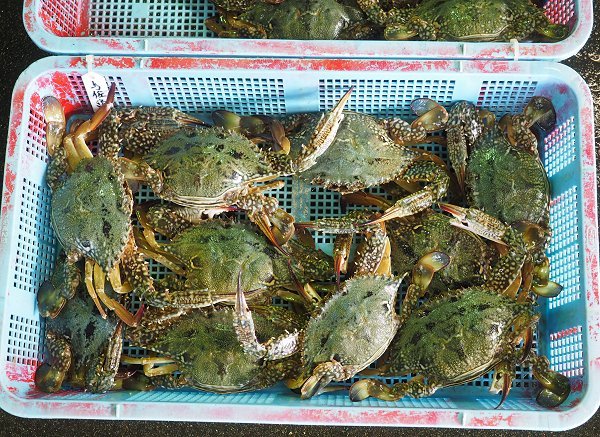浜名湖アユゴ育つ、ホシガレイ・タイワンガザミ豊漁・浜名湖ドウマン・アカニシ 海老仙のオススメ 浜名湖アユゴ育つ、ホシガレイ・タイワンガザミ豊漁・浜名湖ドウマン・アカニシ 海老仙のオススメ