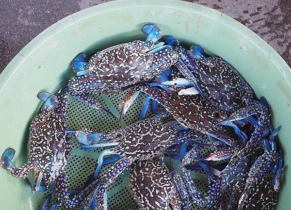浜名湖アユゴ育つ、ホシガレイ・タイワンガザミ豊漁・浜名湖ドウマン・アカニシ 海老仙のオススメ 浜名湖アユゴ育つ、ホシガレイ・タイワンガザミ豊漁・浜名湖ドウマン・アカニシ 海老仙のオススメ