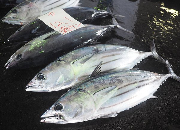 舞阪漁港に舞阪もちかつを200本!タイ網大漁・底曳きの遠州灘天然ハモ 舞阪漁港に舞阪もちかつを200本!タイ網大漁・底曳きの遠州灘天然ハモ