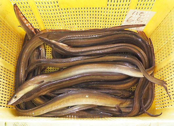 舞阪漁港に舞阪もちかつを200本!タイ網大漁・底曳きの遠州灘天然ハモ 舞阪漁港に舞阪もちかつを200本!タイ網大漁・底曳きの遠州灘天然ハモ