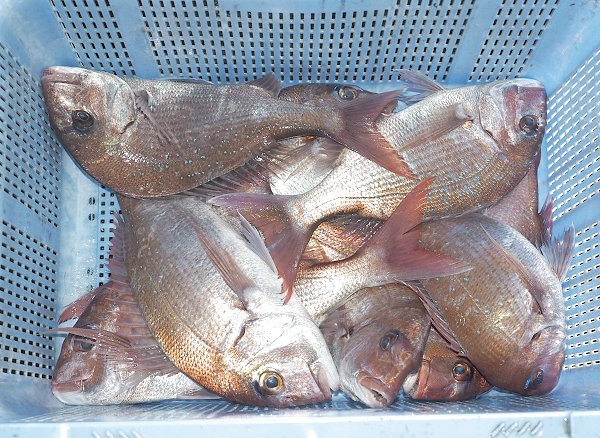 舞阪漁港に舞阪もちかつを200本!タイ網大漁・底曳きの遠州灘天然ハモ 舞阪漁港に舞阪もちかつを200本!タイ網大漁・底曳きの遠州灘天然ハモ