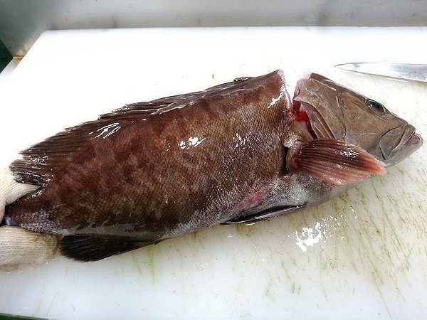 海老仙が選ぶ長崎のマハタ、舞阪漁港のマハタ、サワラ捌いています 海老仙が選ぶ長崎のマハタ、舞阪漁港のマハタ、サワラ捌いています