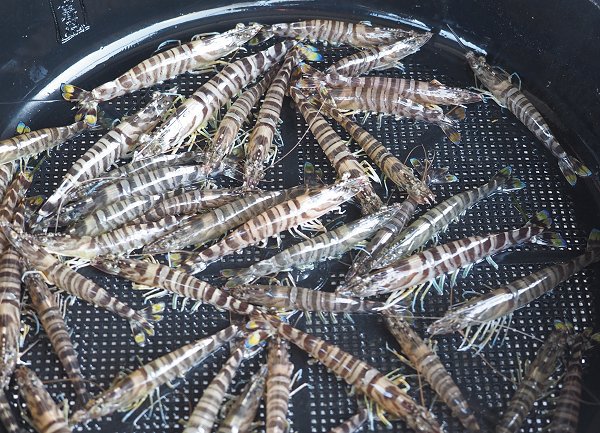 浜名湖雄踏市場 エビすき漁のクルマエビはじまる、アユゴ・マダコ・ギンポ 浜名湖雄踏市場 エビすき漁のクルマエビはじまる、アユゴ・マダコ・ギンポ
