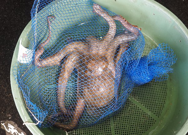 浜名湖雄踏市場 エビすき漁のクルマエビはじまる、アユゴ・マダコ・ギンポ 浜名湖雄踏市場 エビすき漁のクルマエビはじまる、アユゴ・マダコ・ギンポ