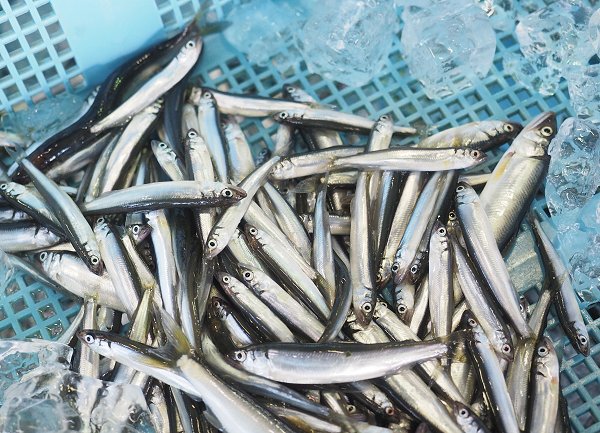 浜名湖雄踏市場 エビすき漁のクルマエビはじまる、アユゴ・マダコ・ギンポ 浜名湖雄踏市場 エビすき漁のクルマエビはじまる、アユゴ・マダコ・ギンポ
