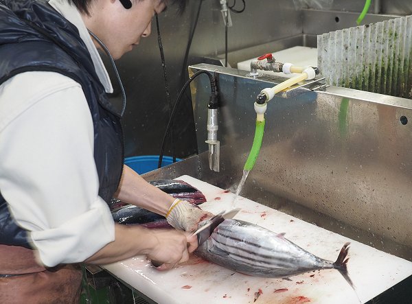 御前崎日戻りかつを捌いています!海老仙加工場のオススメ 御前崎日戻りかつを捌いています!海老仙加工場のオススメ