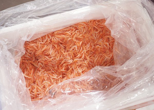 由比の生桜エビ、刺し身用入荷しました!海老仙入荷場のオススメ 由比の生桜エビ、刺し身用入荷しました!海老仙入荷場のオススメ
