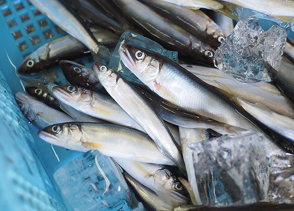 育つアユゴ豊かな浜名湖鷲津市場、ヒラメ・タイワンガザミ・イシガニ・コウイカ 海老仙のオススメ 育つアユゴ豊かな浜名湖鷲津市場、ヒラメ・タイワンガザミ・イシガニ・コウイカ 海老仙のオススメ