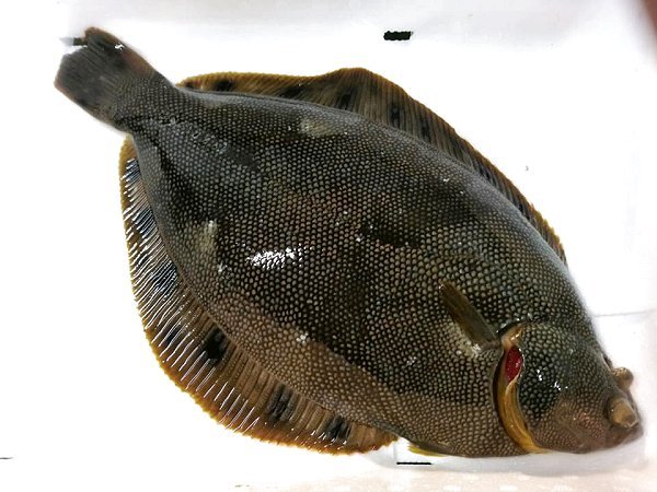 海老仙生け簀の浜名湖ホシガレイ・ヒラメ・イシガレイご利用ください 海老仙生け簀の浜名湖ホシガレイ・ヒラメ・イシガレイご利用ください
