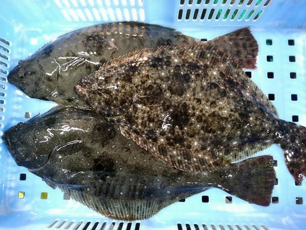 海老仙生け簀の浜名湖ホシガレイ・ヒラメ・イシガレイご利用ください 海老仙生け簀の浜名湖ホシガレイ・ヒラメ・イシガレイご利用ください