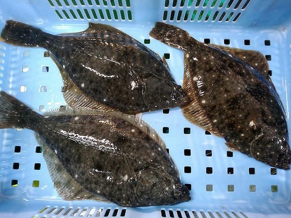 海老仙生け簀の浜名湖ホシガレイ・ヒラメ・イシガレイご利用ください 海老仙生け簀の浜名湖ホシガレイ・ヒラメ・イシガレイご利用ください