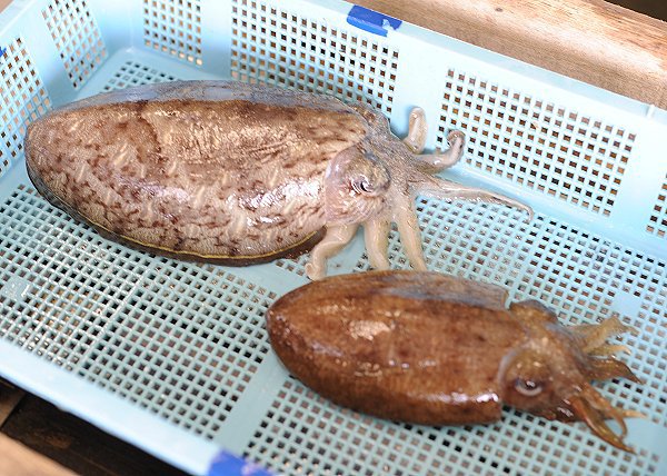 浜名湖鷲津市場のコウイカ、アユゴ・ホシガレイ・マダコ・アナゴ 浜名湖鷲津市場のコウイカ、アユゴ・ホシガレイ・マダコ・アナゴ