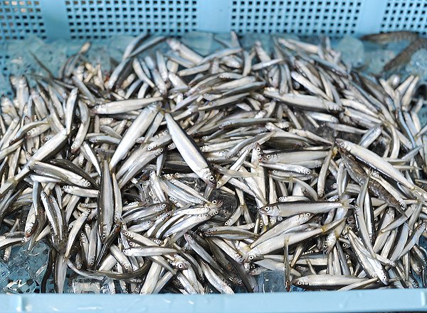 浜名湖鷲津市場のコウイカ、アユゴ・ホシガレイ・マダコ・アナゴ 浜名湖鷲津市場のコウイカ、アユゴ・ホシガレイ・マダコ・アナゴ
