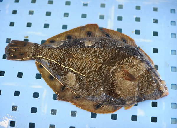 浜名湖鷲津市場のコウイカ、アユゴ・ホシガレイ・マダコ・アナゴ 浜名湖鷲津市場のコウイカ、アユゴ・ホシガレイ・マダコ・アナゴ