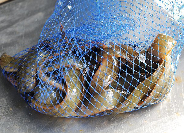 浜名湖雄踏市場のアユゴ豊か、ホシガレイ・マダカ・ギンポ・ワタリガニ 浜名湖雄踏市場のアユゴ豊か、ホシガレイ・マダカ・ギンポ・ワタリガニ