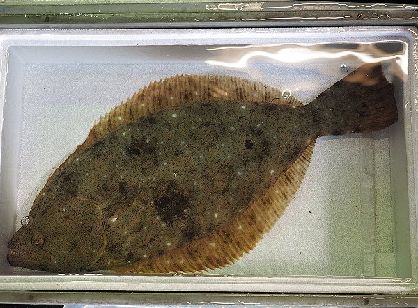 浜名湖雄踏市場 湖アユ(アユゴ)・タイワンガザミ豊漁、ホシガレイ・ヒラメなど活魚豊か 浜名湖雄踏市場 湖アユ(アユゴ)・タイワンガザミ豊漁、ホシガレイ・ヒラメなど活魚豊か