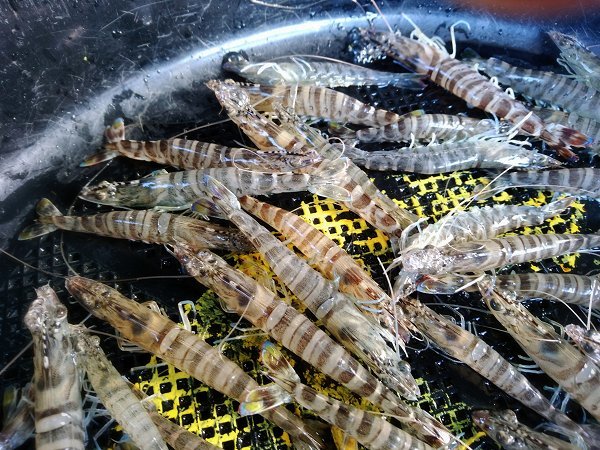 浜名湖雄踏市場のサイマキ・アユゴ(湖アユ)・モンコウイカ、アナゴ 浜名湖雄踏市場のサイマキ・アユゴ(湖アユ)・モンコウイカ、アナゴ
