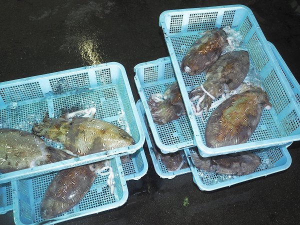 浜名湖雄踏市場のサイマキ・アユゴ(湖アユ)・モンコウイカ、アナゴ 浜名湖雄踏市場のサイマキ・アユゴ(湖アユ)・モンコウイカ、アナゴ