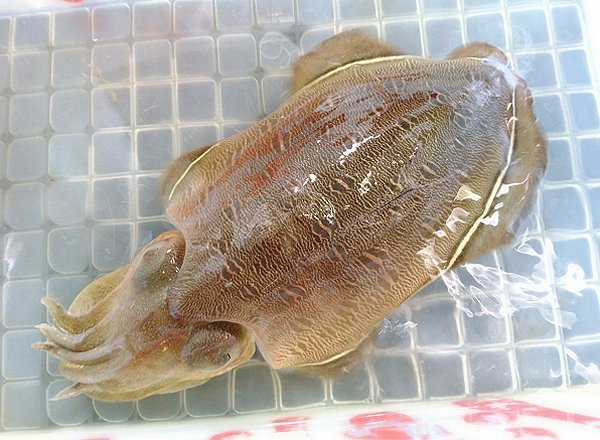 浜名湖雄踏市場のサイマキ・アユゴ(湖アユ)・モンコウイカ、アナゴ 浜名湖雄踏市場のサイマキ・アユゴ(湖アユ)・モンコウイカ、アナゴ
