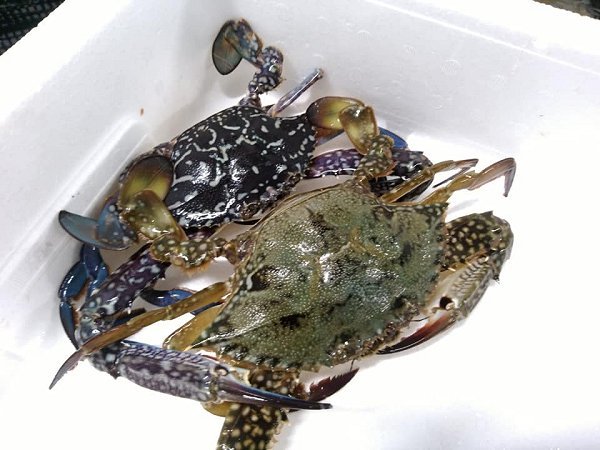 今年の初ガニに!浜名湖タイワンガザミはじまりました 海老仙生け簀場のオススメ 今年の初ガニに!浜名湖タイワンガザミはじまりました 海老仙生け簀場のオススメ