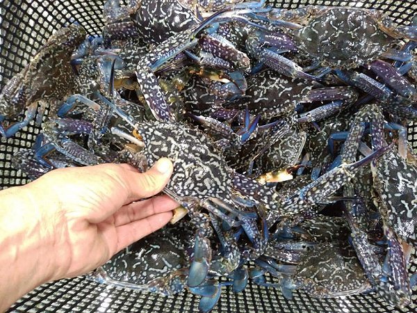 今年の初ガニに!浜名湖タイワンガザミはじまりました 海老仙生け簀場のオススメ 今年の初ガニに!浜名湖タイワンガザミはじまりました 海老仙生け簀場のオススメ