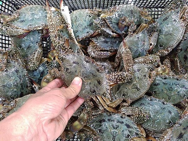 今年の初ガニに!浜名湖タイワンガザミはじまりました 海老仙生け簀場のオススメ 今年の初ガニに!浜名湖タイワンガザミはじまりました 海老仙生け簀場のオススメ