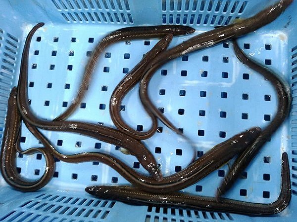 浜名湖のヒラメ・ホシガレイ・アナゴ 海老仙生け簀場のオススメ 浜名湖のヒラメ・ホシガレイ・アナゴ 海老仙生け簀場のオススメ