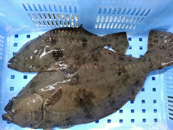 浜名湖のヒラメ・ホシガレイ・アナゴ 海老仙生け簀場のオススメ 浜名湖のヒラメ・ホシガレイ・アナゴ 海老仙生け簀場のオススメ
