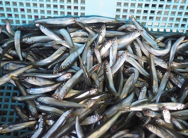 浜名湖サイマキ・マダコはじまる、アユゴ・モンコウイカ 海老仙浜のオススメ 浜名湖サイマキ・マダコはじまる、アユゴ・モンコウイカ 海老仙浜のオススメ