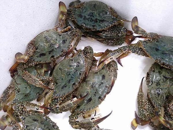 浜名湖ドウマン・タイワンガザミはじまりました!海老仙生け簀場のオススメ 浜名湖ドウマン・タイワンガザミはじまりました!海老仙生け簀場のオススメ