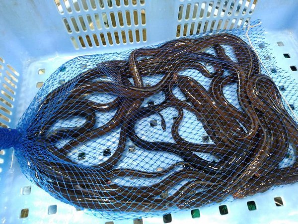 海老仙の浜名湖生け簀もの ホシガレイ・ヒラメ・マゴチ・メイタガレイ・アナゴ揃います 海老仙の浜名湖生け簀もの ホシガレイ・ヒラメ・マゴチ・メイタガレイ・アナゴ揃います