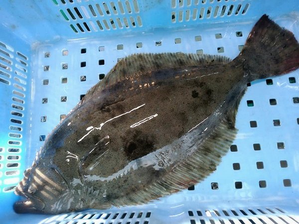 海老仙の浜名湖生け簀もの ホシガレイ・ヒラメ・マゴチ・メイタガレイ・アナゴ揃います 海老仙の浜名湖生け簀もの ホシガレイ・ヒラメ・マゴチ・メイタガレイ・アナゴ揃います