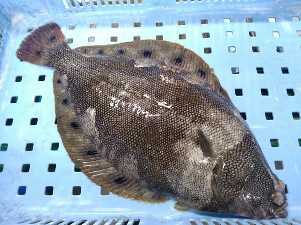 海老仙の浜名湖生け簀もの ホシガレイ・ヒラメ・マゴチ・メイタガレイ・アナゴ揃います 海老仙の浜名湖生け簀もの ホシガレイ・ヒラメ・マゴチ・メイタガレイ・アナゴ揃います