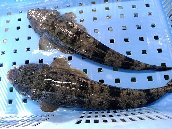 海老仙の浜名湖生け簀もの ホシガレイ・ヒラメ・マゴチ・メイタガレイ・アナゴ揃います 海老仙の浜名湖生け簀もの ホシガレイ・ヒラメ・マゴチ・メイタガレイ・アナゴ揃います