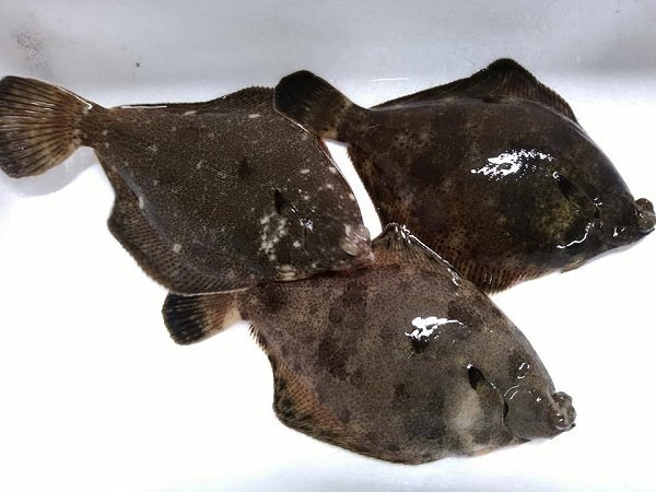海老仙の浜名湖生け簀もの ホシガレイ・ヒラメ・マゴチ・メイタガレイ・アナゴ揃います 海老仙の浜名湖生け簀もの ホシガレイ・ヒラメ・マゴチ・メイタガレイ・アナゴ揃います