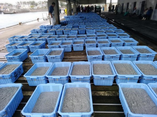 舞阪もちかつを200本越え、底曳き漁のハモ揚りシラス豊かな舞阪漁港 舞阪もちかつを200本越え、底曳き漁のハモ揚りシラス豊かな舞阪漁港