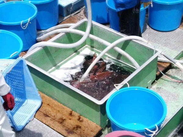 舞阪もつちかつを300本越え 底曳きハモ漁豊か、活マダイ・クロダイ 舞阪もつちかつを300本越え 底曳きハモ漁豊か、活マダイ・クロダイ