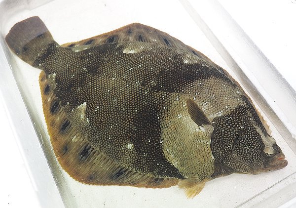 舞阪ハモ15日まで、シラス豊漁・浜名湖コウイカ・ホシガレイ・ワタリガニ 舞阪ハモ15日まで、シラス豊漁・浜名湖コウイカ・ホシガレイ・ワタリガニ