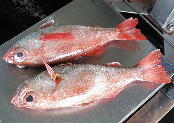 舞阪ハモ15日まで、シラス豊漁・浜名湖コウイカ・ホシガレイ・ワタリガニ 舞阪ハモ15日まで、シラス豊漁・浜名湖コウイカ・ホシガレイ・ワタリガニ