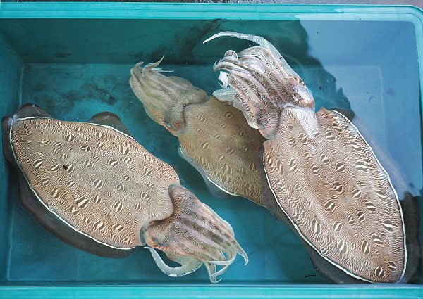 舞阪ハモ15日まで、シラス豊漁・浜名湖コウイカ・ホシガレイ・ワタリガニ 舞阪ハモ15日まで、シラス豊漁・浜名湖コウイカ・ホシガレイ・ワタリガニ