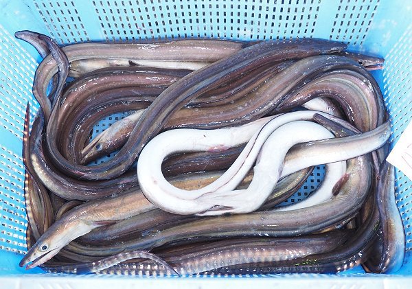 舞阪ハモ15日まで、シラス豊漁・浜名湖コウイカ・ホシガレイ・ワタリガニ 舞阪ハモ15日まで、シラス豊漁・浜名湖コウイカ・ホシガレイ・ワタリガニ