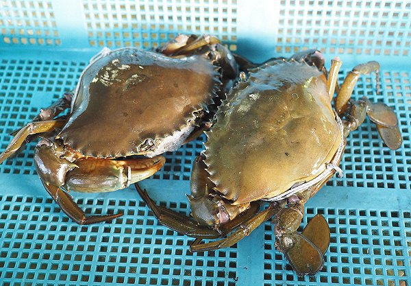 浜名湖雄踏市場コウイカ豊漁・アオリイカ・湖アユ・ドウマン 浜名湖雄踏市場コウイカ豊漁・アオリイカ・湖アユ・ドウマン
