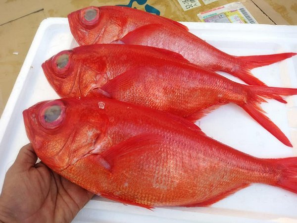 マナガツオ、キンメ、かつを、活マダイ、イサキ揃う海老仙のオススメ マナガツオ、キンメ、かつを、活マダイ、イサキ揃う海老仙のオススメ
