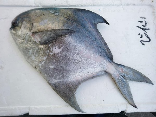 マナガツオ、キンメ、かつを、活マダイ、イサキ揃う海老仙のオススメ マナガツオ、キンメ、かつを、活マダイ、イサキ揃う海老仙のオススメ