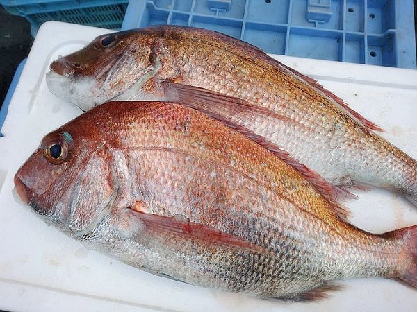マナガツオ、キンメ、かつを、活マダイ、イサキ揃う海老仙のオススメ マナガツオ、キンメ、かつを、活マダイ、イサキ揃う海老仙のオススメ