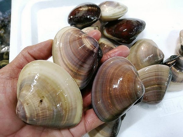 大きん貝柱のタイラギ、ハマグリ、アサリ揃います!海老仙生け簀場のオススメ 大きん貝柱のタイラギ、ハマグリ、アサリ揃います!海老仙生け簀場のオススメ